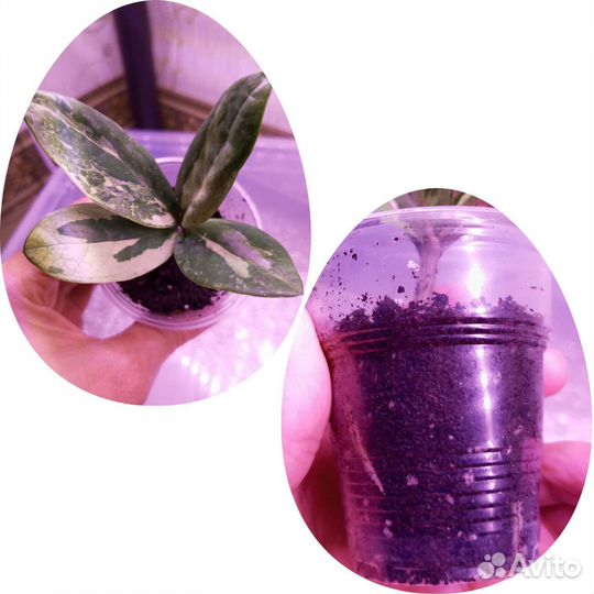 Замиокулькас вариегатный Big Round Leaf