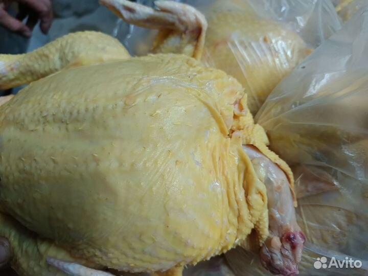 Куры бройлеры