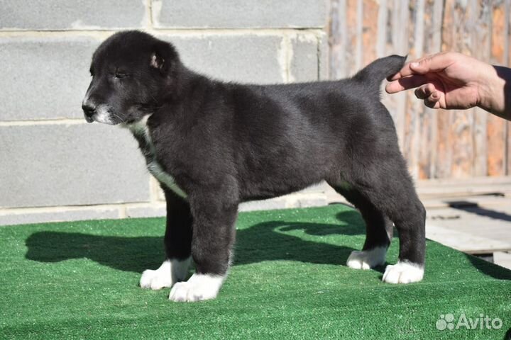 Щенки сао алабай