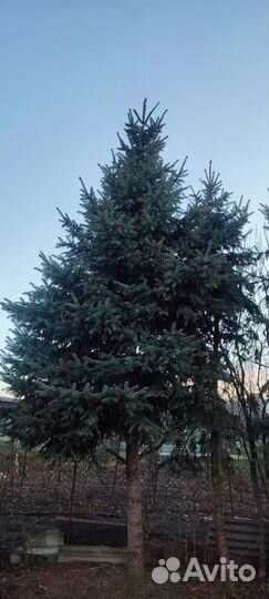 Голубые ели