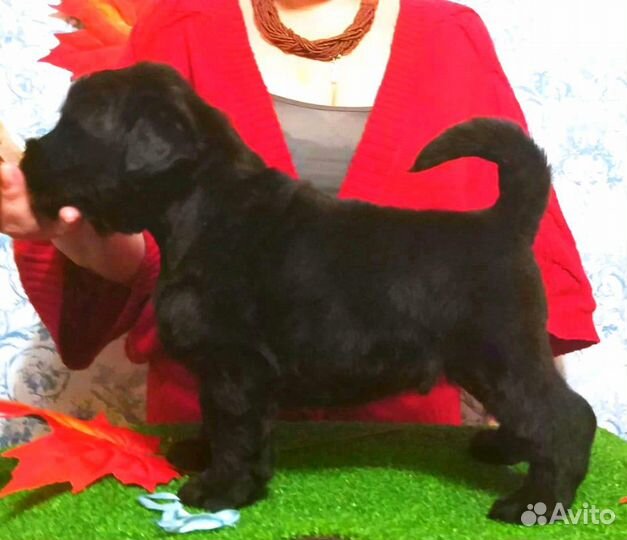 Русский Черный Терьер