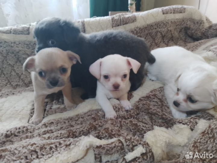 Щенки чихуахуа