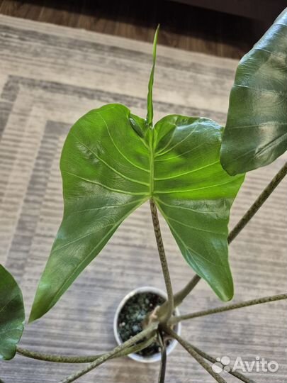 Алоказия стингрей