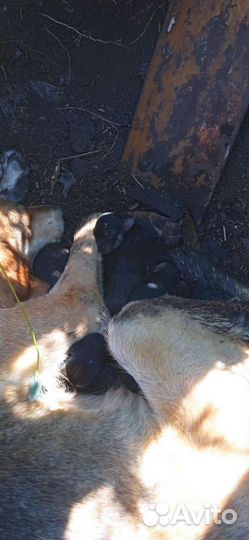 Щенки русской гончей