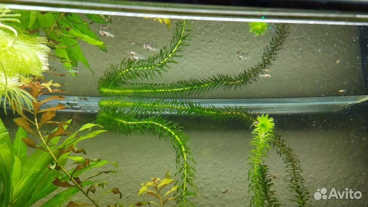 Гуппи, сомики