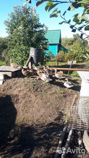 Подсадные утки