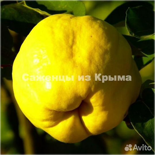 Саженцы Айвы Золотистая