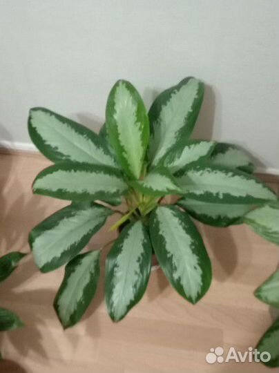 Аглаонема Сильвер Мун