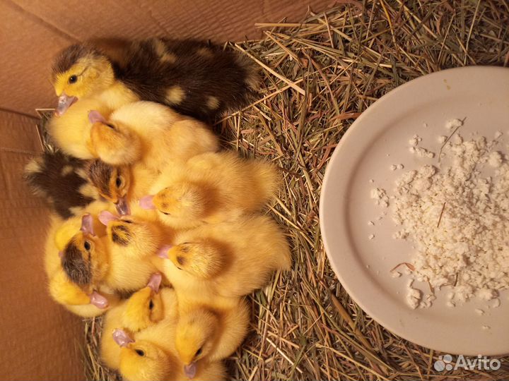 Яйцо индоутки