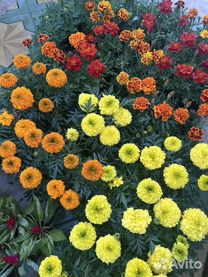 Бархатцы, тагетис