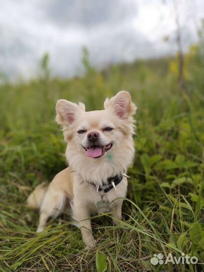 Собака вязка чихуахуа