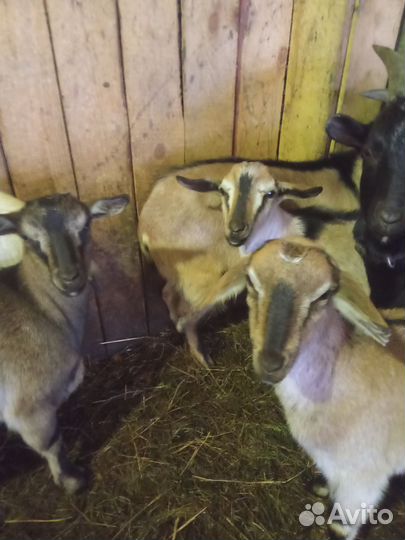 Козы и Козлы