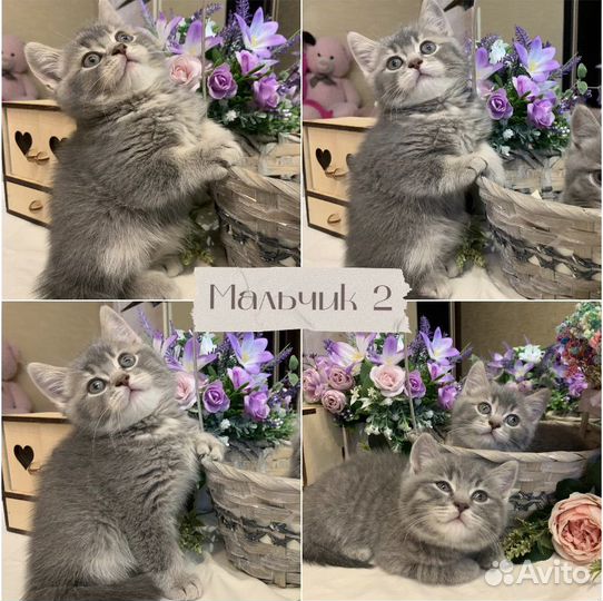 Британские котята