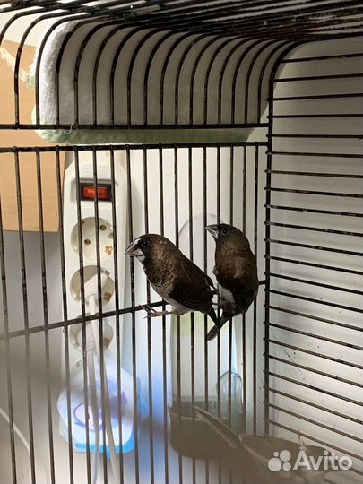 Японская амадина