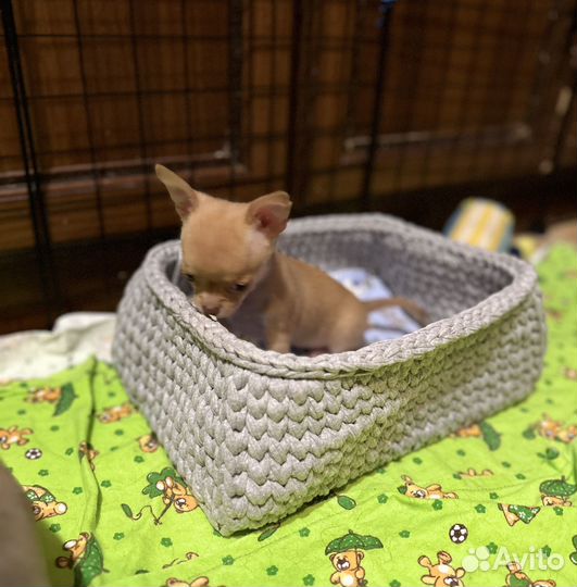 Чишки-мальчишки