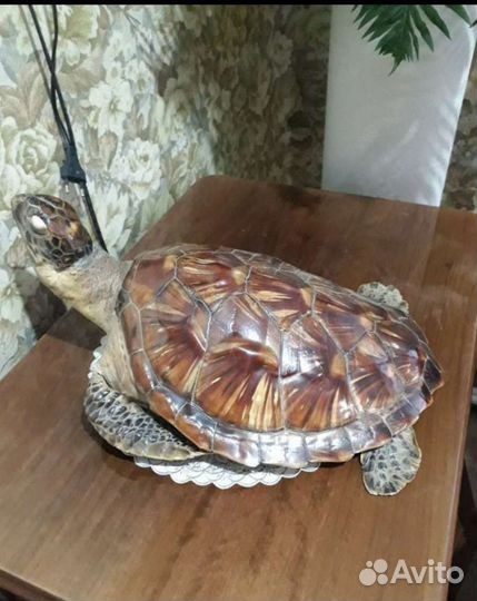 Чучело черепахи