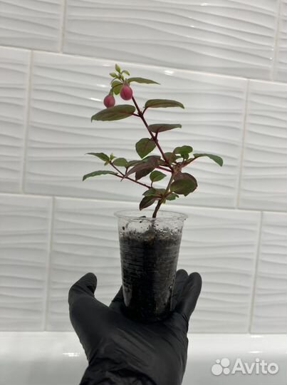 Фуксия черенки