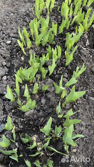 Ирисы луковицы