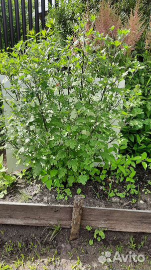 Ромашка, хризантема, флокс