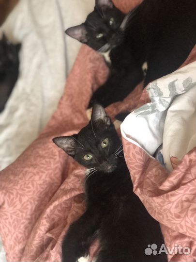 Котики мальчики