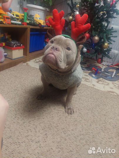 Вязка кобель американский булли