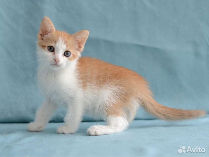 Котята девочки 2,5 месяца