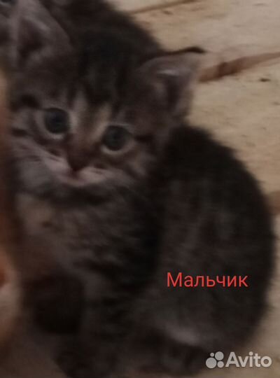 Отдам в добрые руки