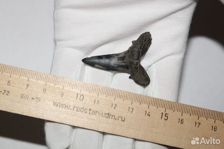 Коллекционные Очень Большие Зубы Древних Акул