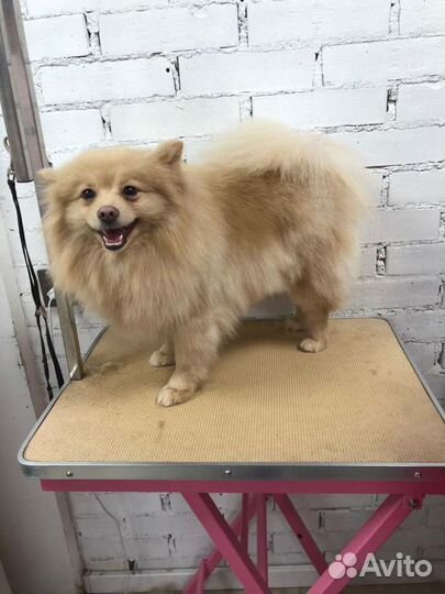 Груминг Тримминг Стрижка