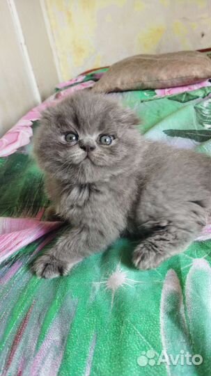 Котик хайленд