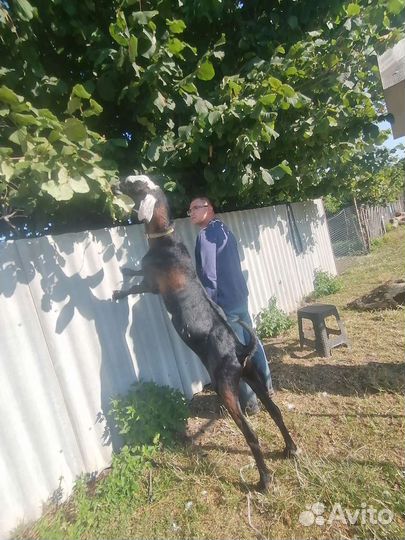 Нубийский козел вязка