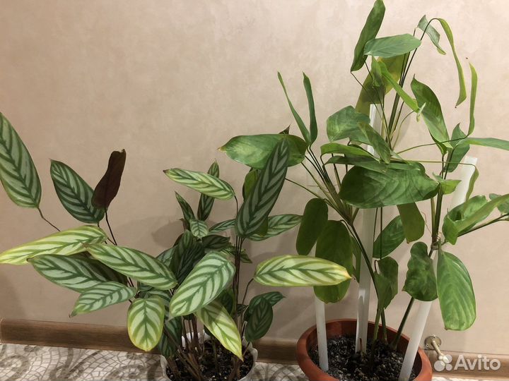 Комнатные цветы