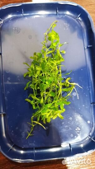 Растения для аквариума и улитки