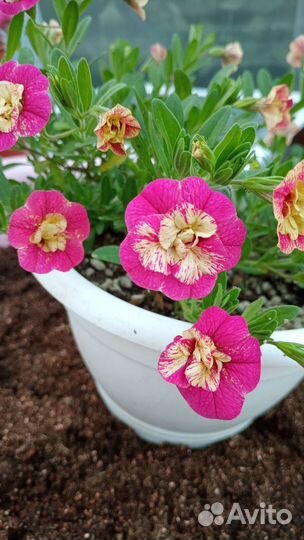 Калибрахоа черенки укор