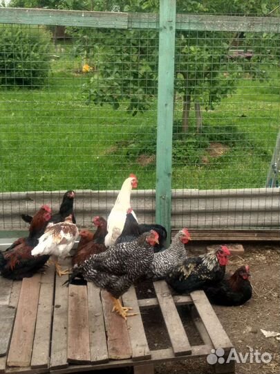 Молодые красивые петушки