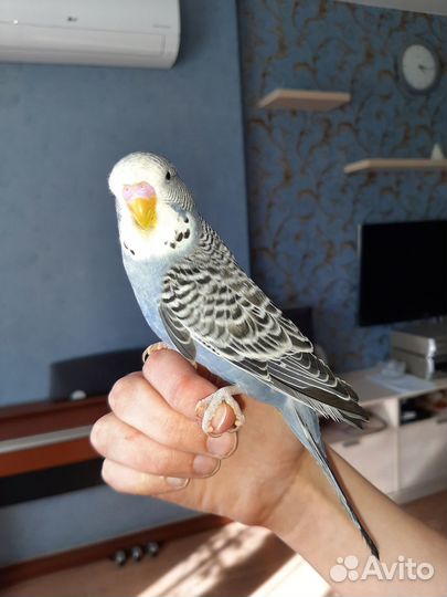 Выставочный попугай чех