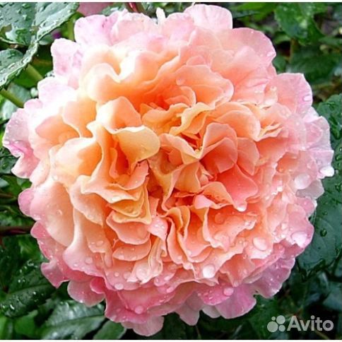 Роза Августа Луиза (Augusta Luise)