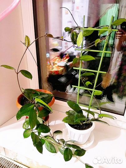 Домашний неприхотливый цветок