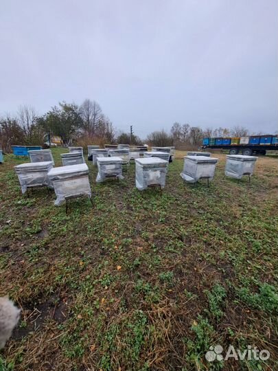 Пустой улей