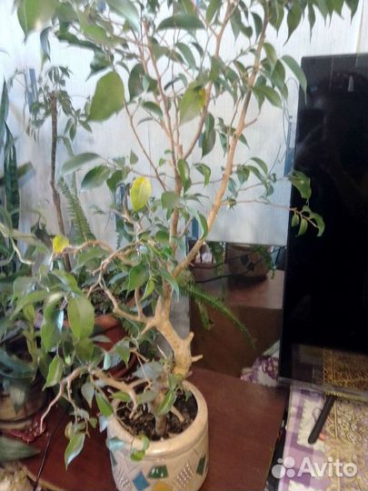 Бенджамина