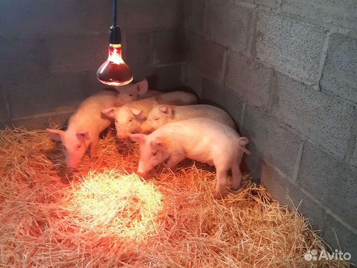 Поросята