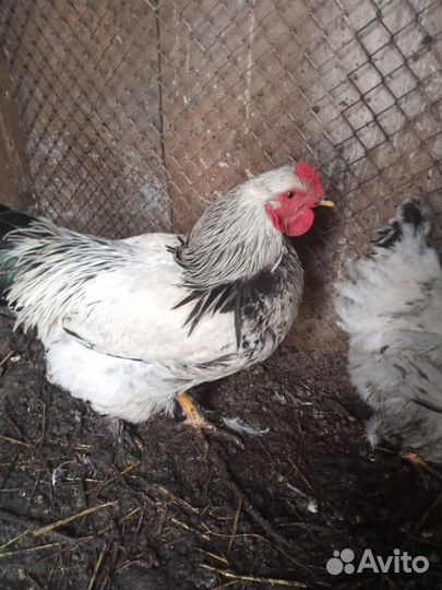 Петух брама