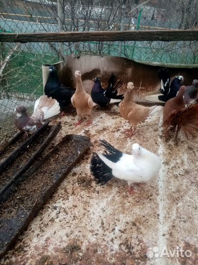 Голуби 3 вида