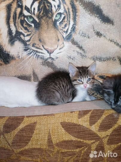 Котенок мальчик