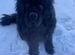 Вязка собак ньюфаундленд