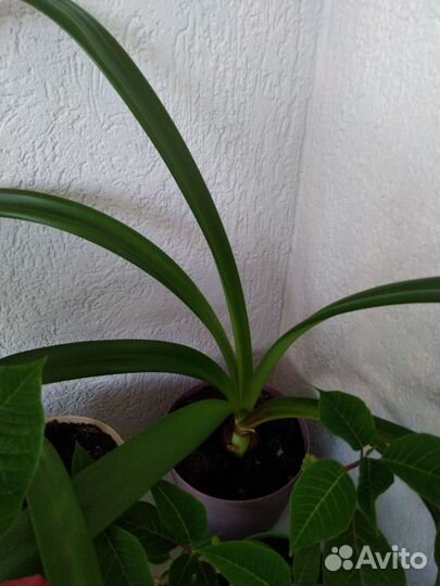 Луковицы амариллиса