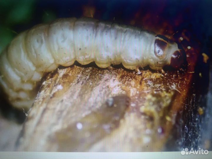 Огневка. Восковая моль.(Gallerya mellonella)