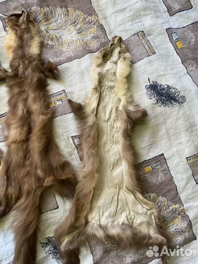 Шкурка куницы