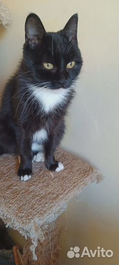 Кошка Маркиза