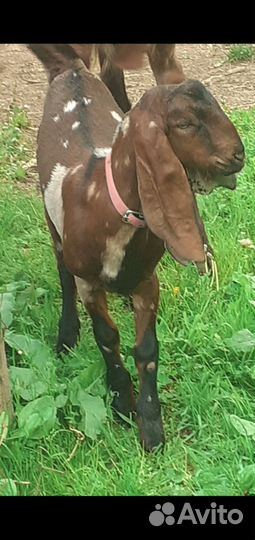 Козел камори